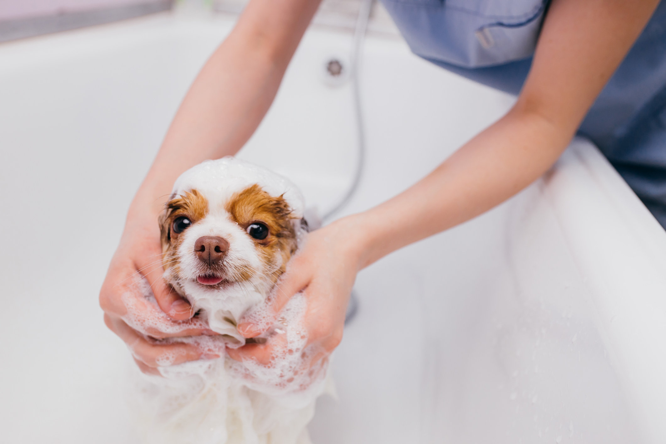 Si pu&ograve; fare il primo bagno a un cucciolo di 2 mesi?