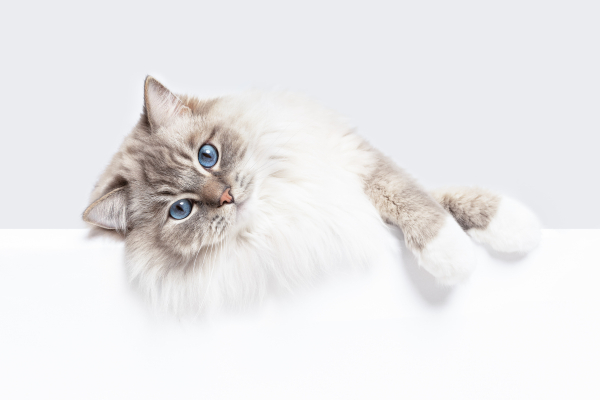 Kaķu ādas slimības