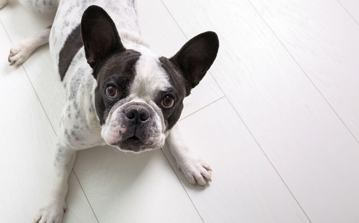 Perro agresivo despu&eacute;s de castrar: &iquest;qu&eacute; puedo hacer?