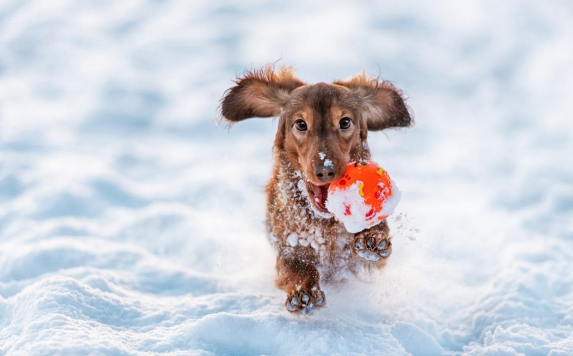Cani sulla neve: 6 consigli pratici