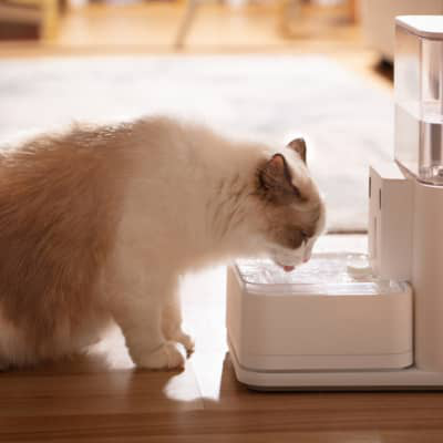 Infecci&oacute;n de orina en gatos: &iquest;c&oacute;mo se cura?