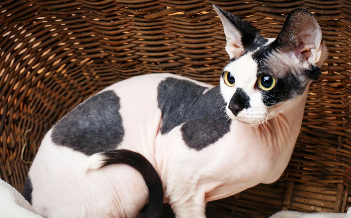 Cuidados del gato sphynx