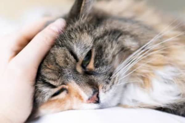 KAĶU SAINDĒ&Scaron;ANĀS: SIMPTOMI UN KĀ RĪKOTIES