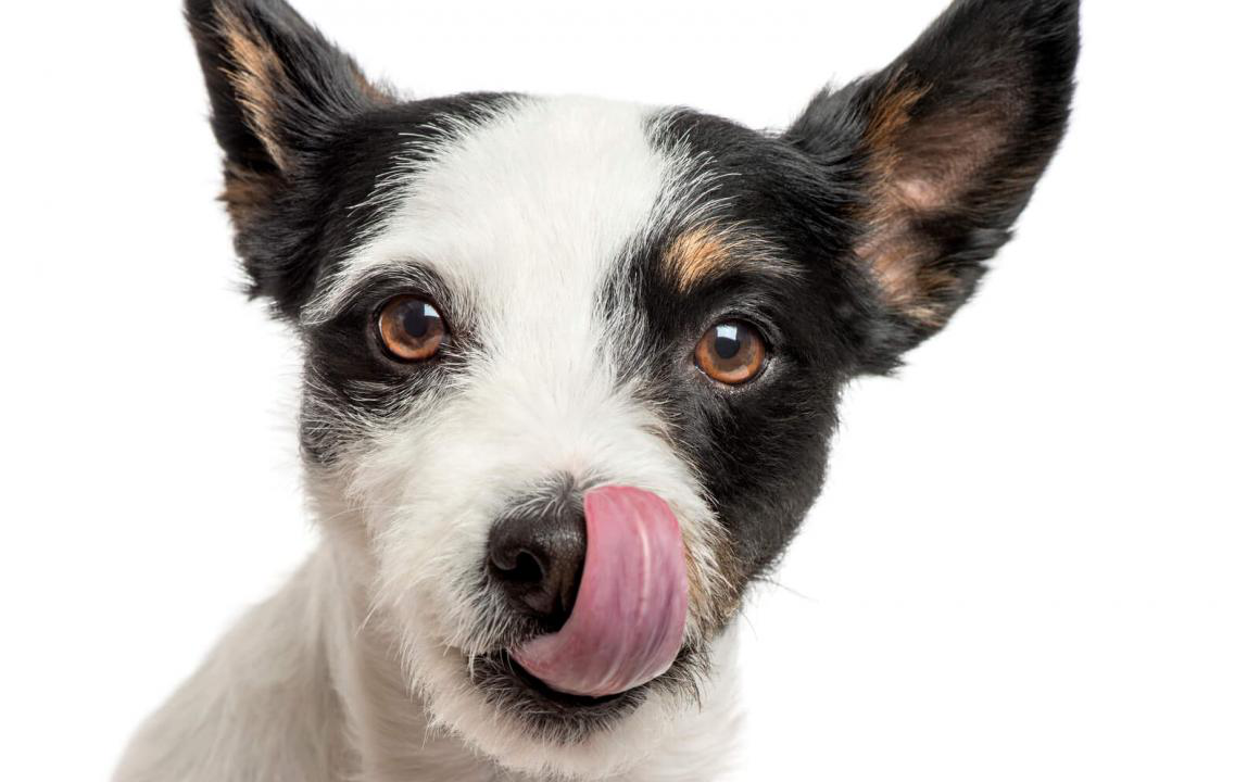 Benefici del riso per cani