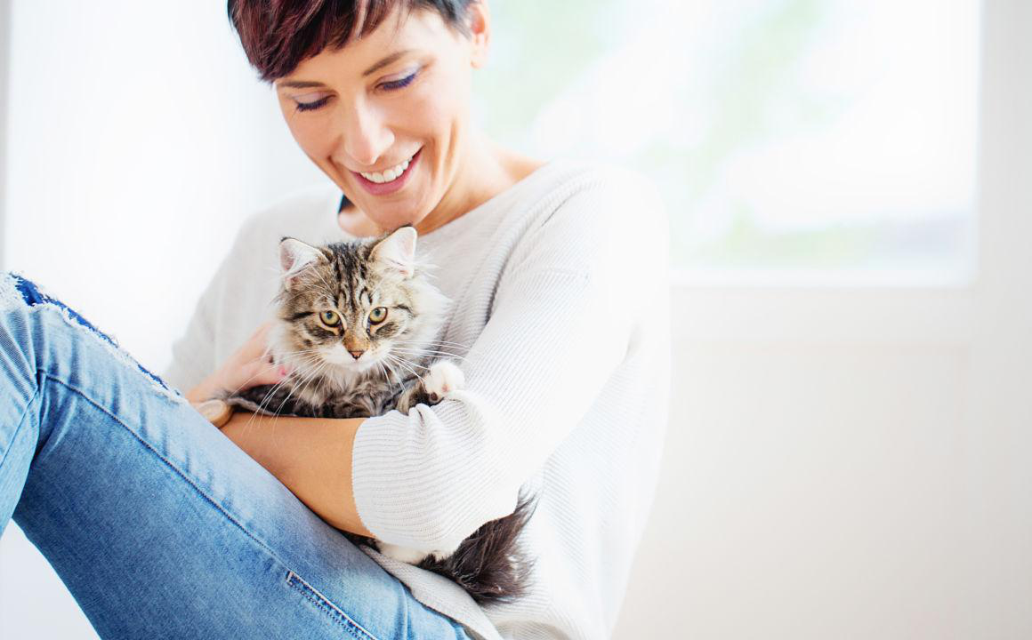 Febre em gatos: Como os afeta?