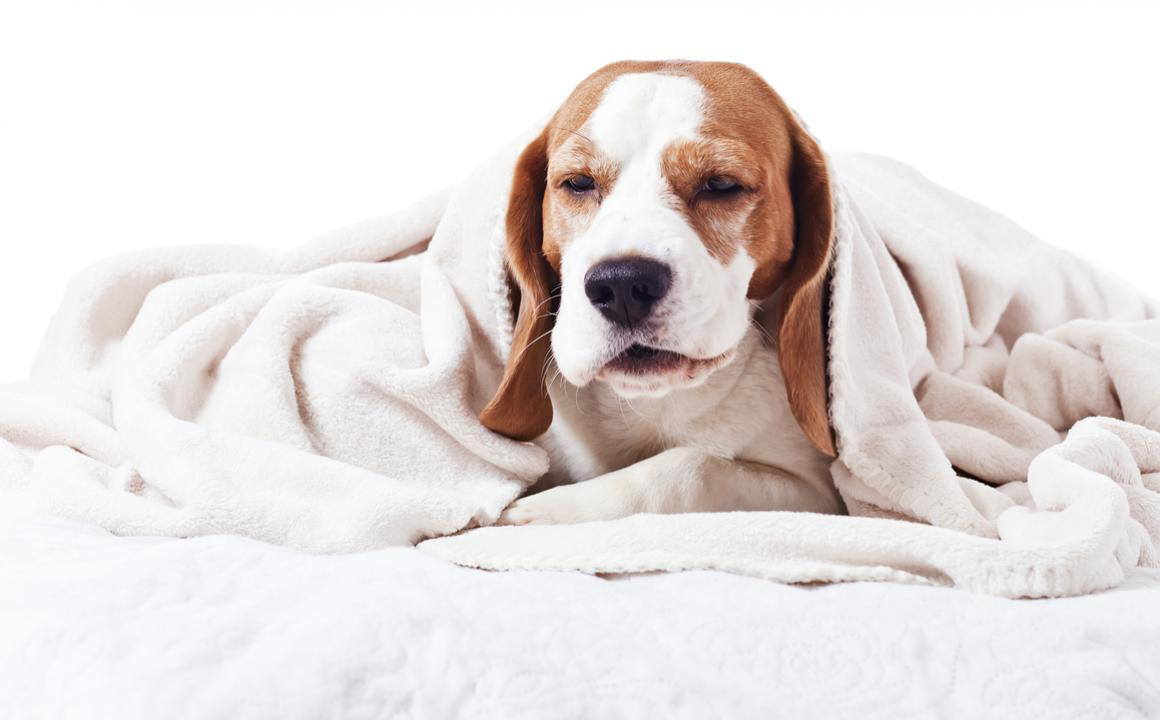 Arcadas en perros: &iquest;por qu&eacute; pueden ser?