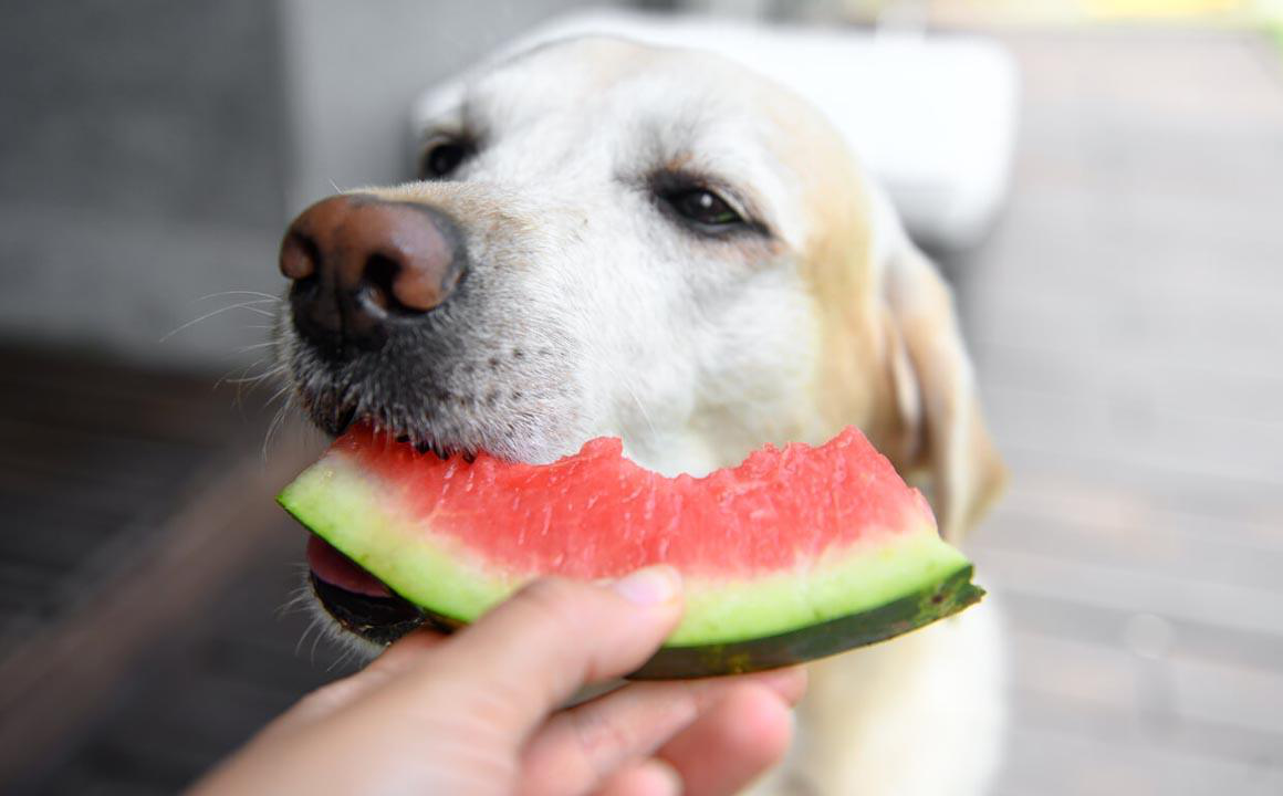 Allergia alimentare cani: conosci i sintomi e sai come agire?
