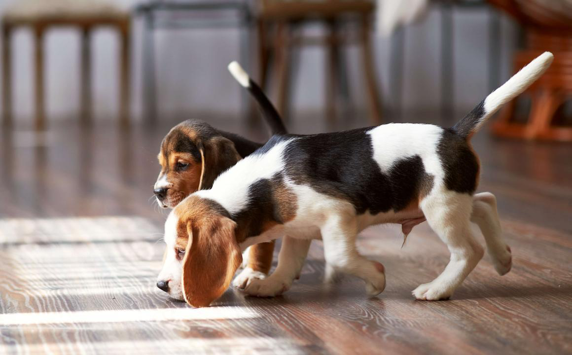 El olfato del perro, su sentido m&aacute;s importante