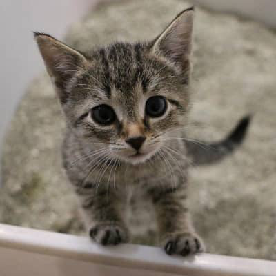 Cristalli nelle urine del gatto: da cosa sono causati?