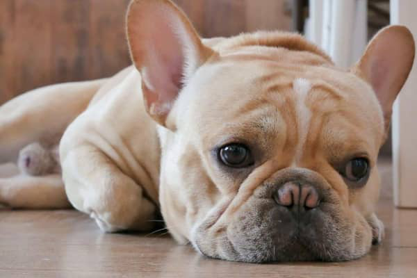 Motive pentru care c&acirc;inele tău nu vrea să măn&acirc;nce