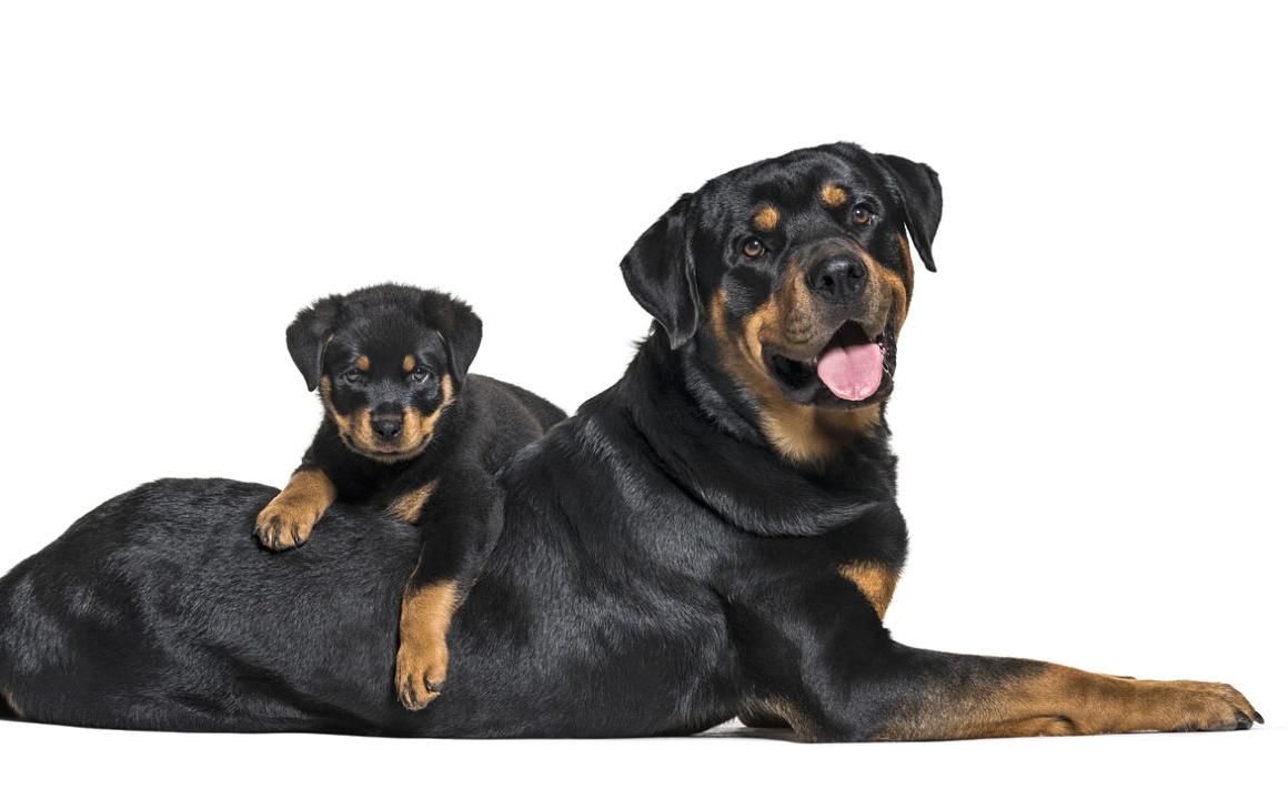 Rottweiler: Caracteristici și &icirc;ngrijire