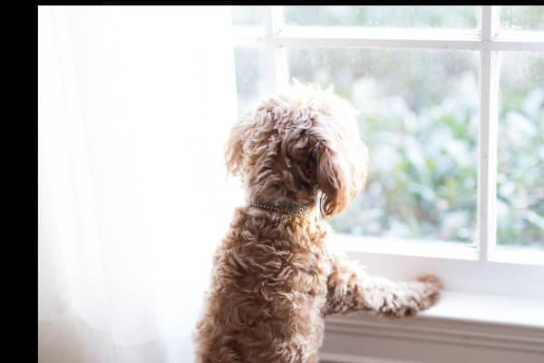 Erkek K&ouml;pek Kızgınlık D&ouml;nemi: Kapsamlı rehber