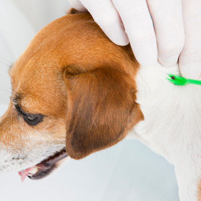 La enfermedad de la garrapata en perros, &iquest;c&oacute;mo prevenirla?