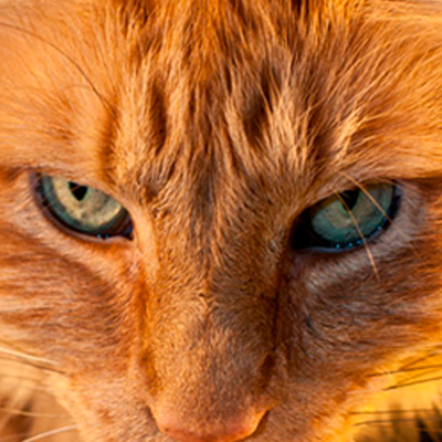 Cats, their diet and whims