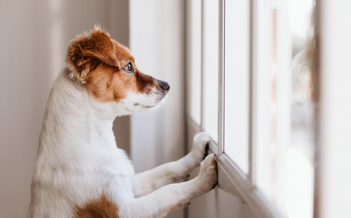 Convulsioni cane, che fare?
