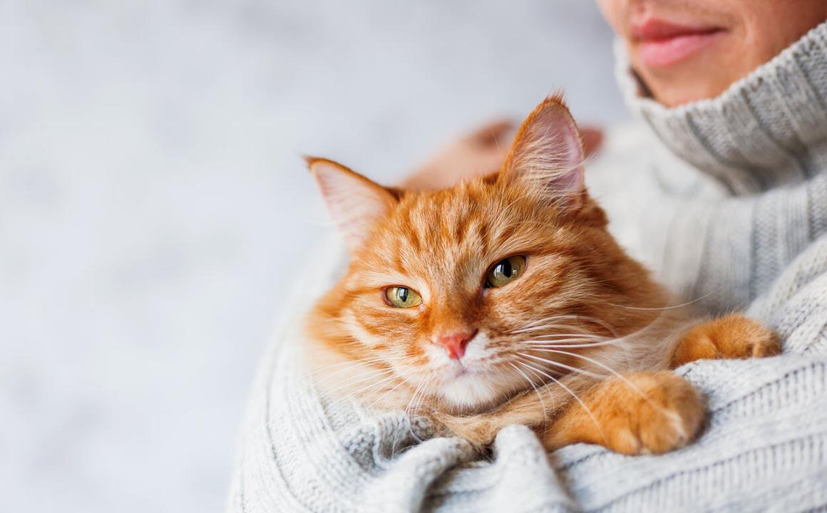 &iquest;Tienes un gato nervioso? Tranquilo, te ayudamos a calmarlo