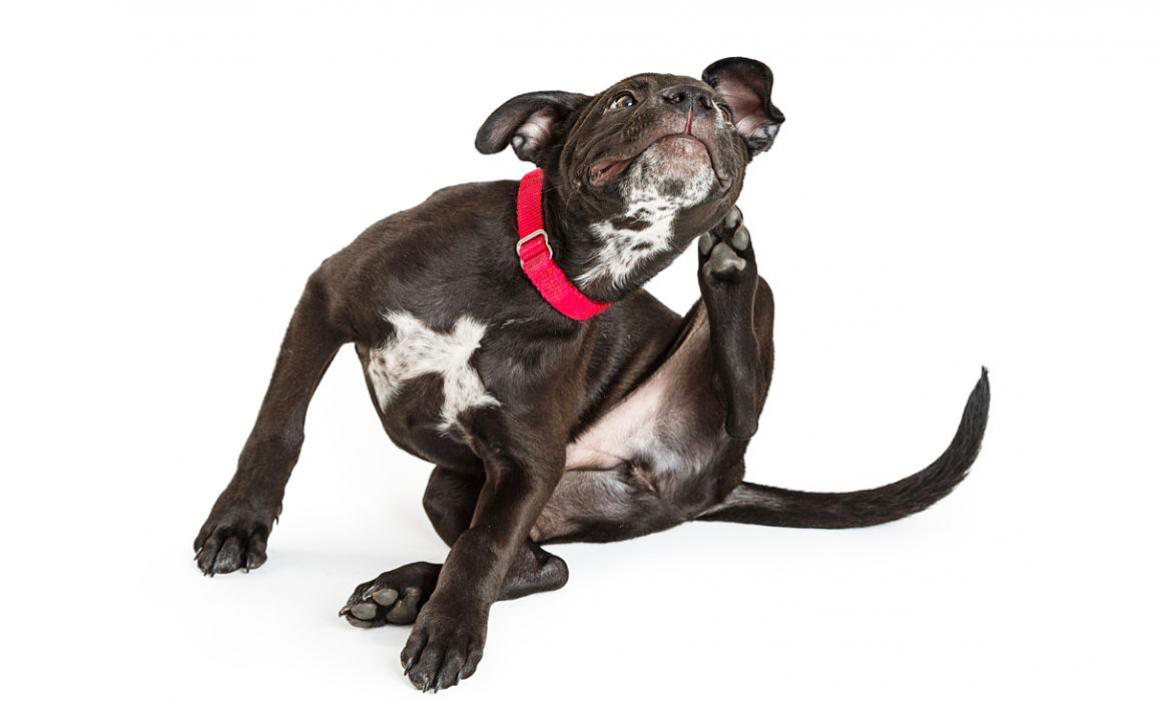 Il mio cane si gratta tanto, perch&eacute;?