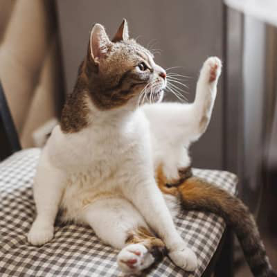 Cystite des chats : soulagez la douleur de votre f&eacute;lin