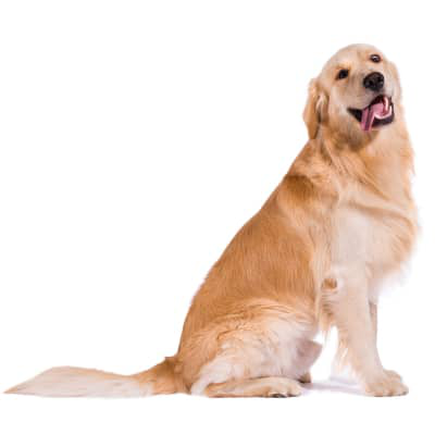 Displasia de cadera en perros: s&iacute;ntomas y cuidados