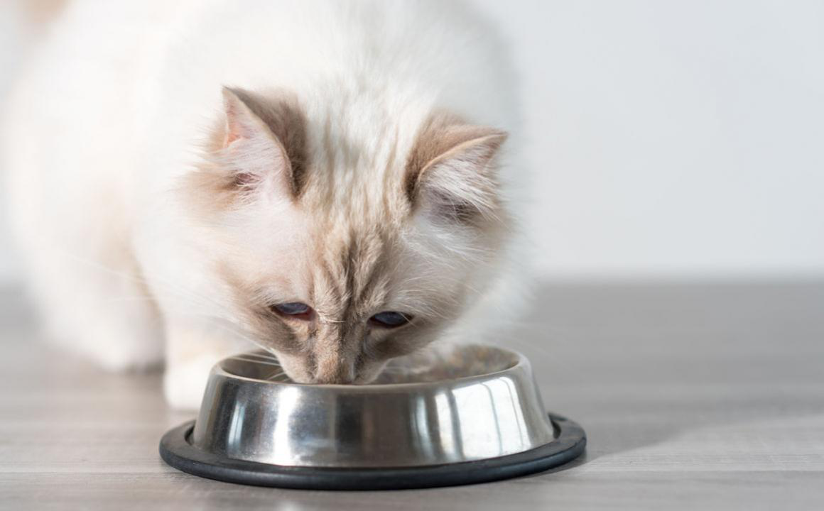 Usos del aloe vera en gatos. &iquest;Puede ser t&oacute;xico?