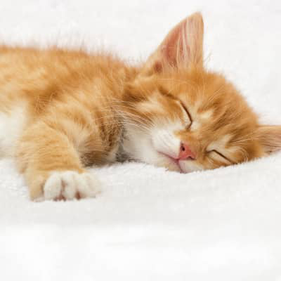 Mi gatito duerme mucho, &iquest;es normal?