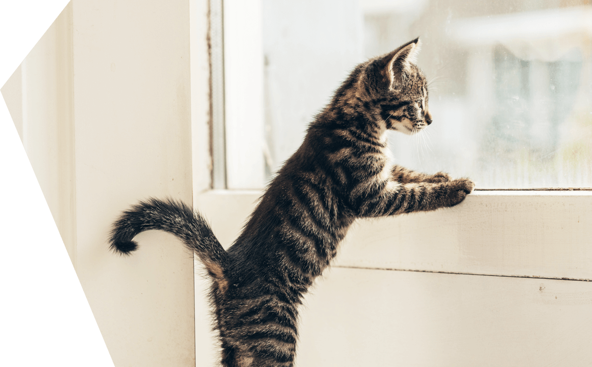 La sindrome del gatto Paracadutista