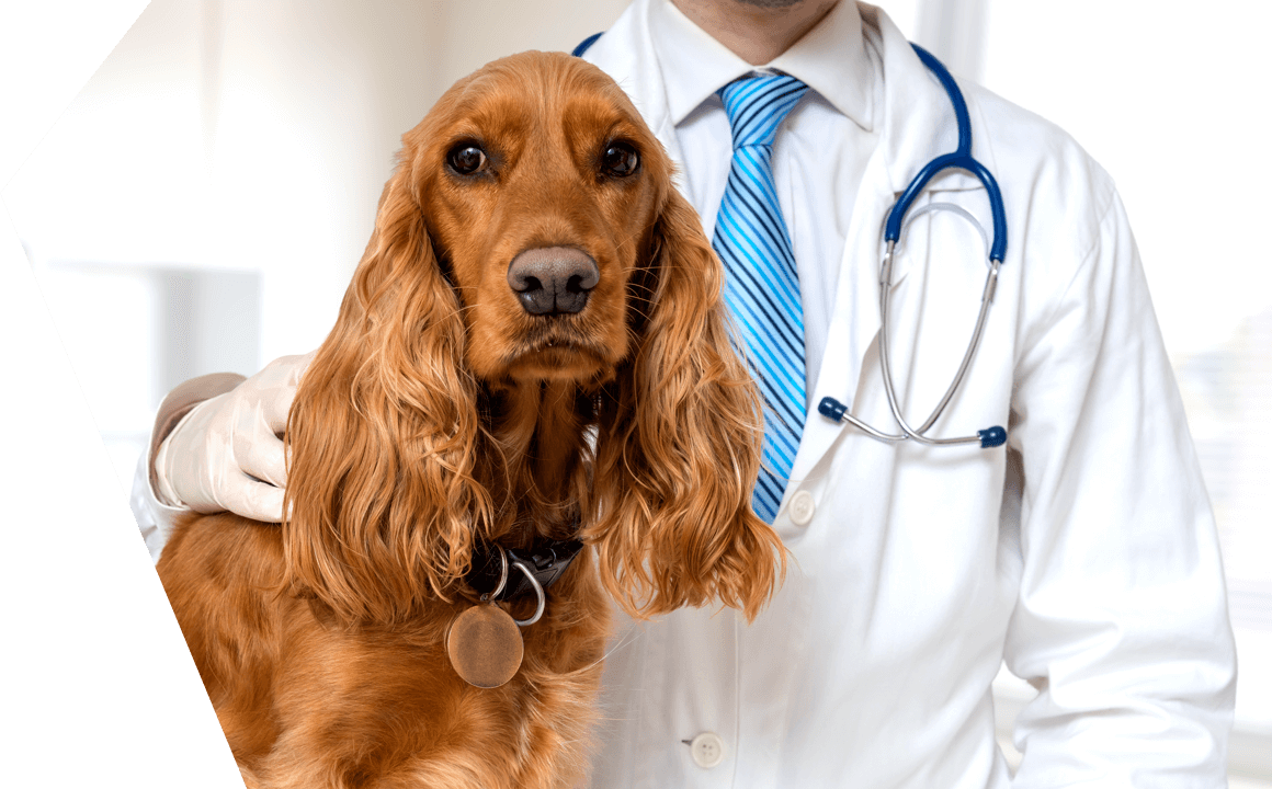 Cada quant hem de visitar el veterinari el meu gos i jo?