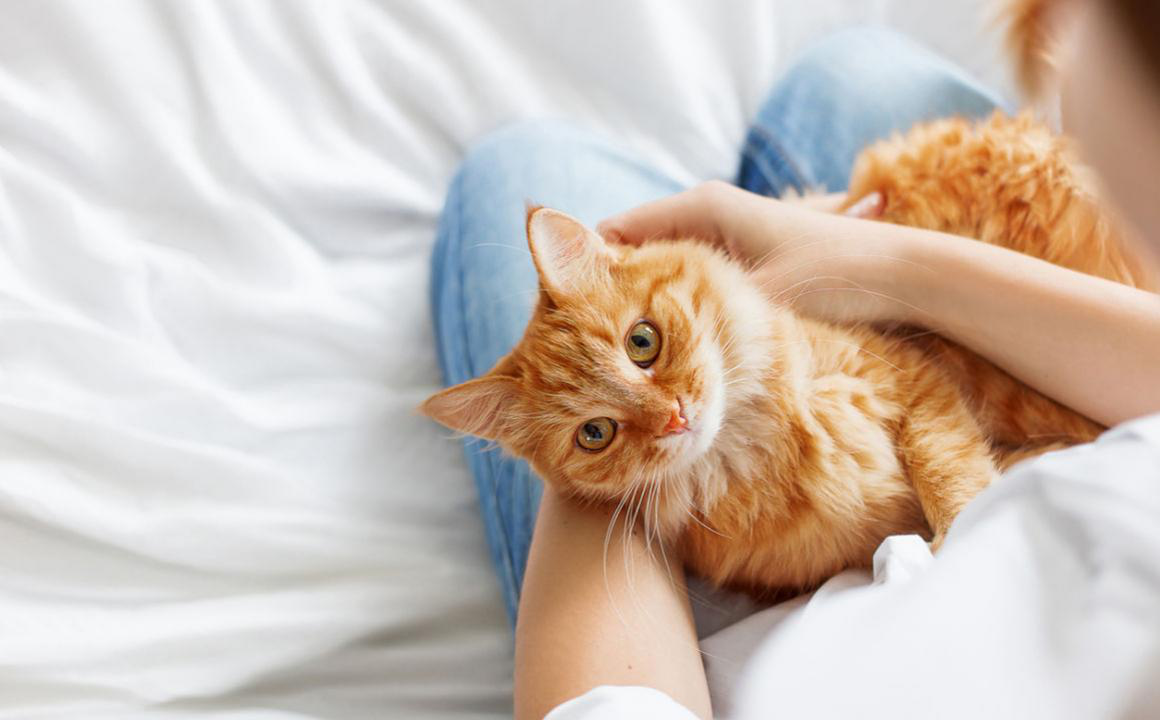 &iquest;Por qu&eacute; castrar a un gato?