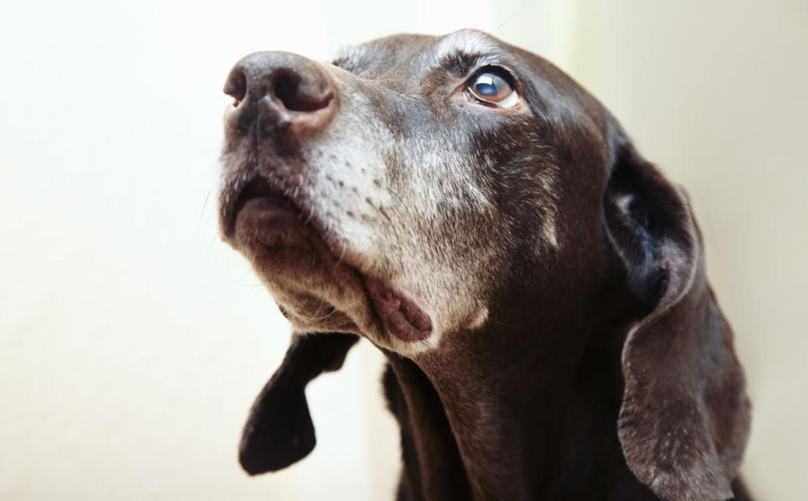 La demencia senil en los perros