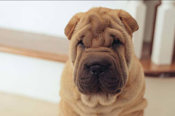C&acirc;inele Shar Pei. Caracteristici și curiozități