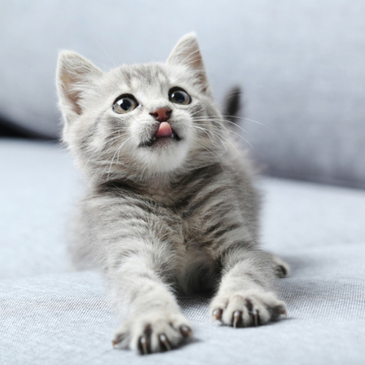 Como cuidar de um gato de 3 meses