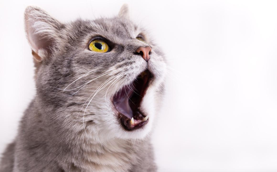 Caries en gatos: &iquest;c&oacute;mo reconocerlas?