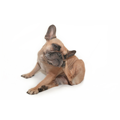 Como tratar a dermatite at&oacute;pica em c&atilde;es?