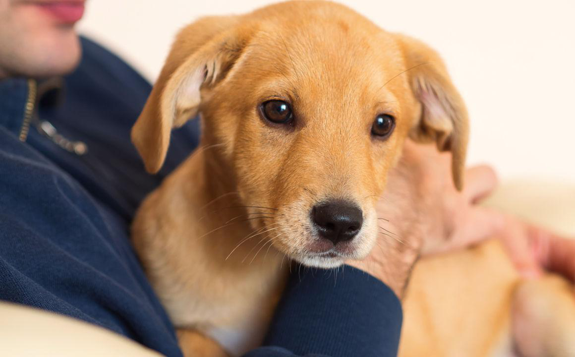 Gu&iacute;a de adopci&oacute;n de perros: tr&aacute;mites y adaptaci&oacute;n