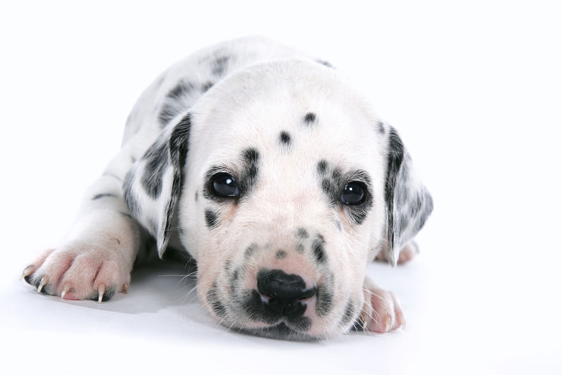dalmata-cachorro.jpg