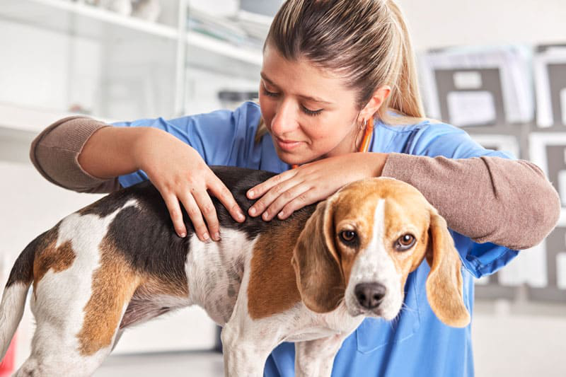 K&ouml;pek ne zaman kısırlaştırılır?