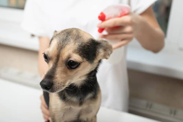 Dermatite nel cane: cause, sintomi e alimentazione