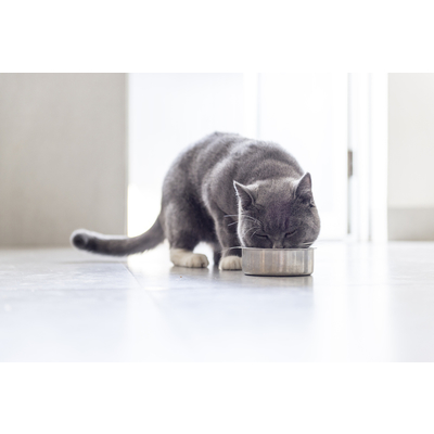 Allergia alimentare gatto. Qual &egrave; l'alimento migliore?