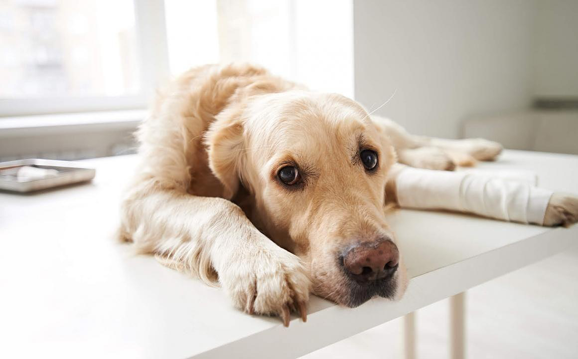 Como saber si mi perro se fracturo la pata y qu&eacute; hacer