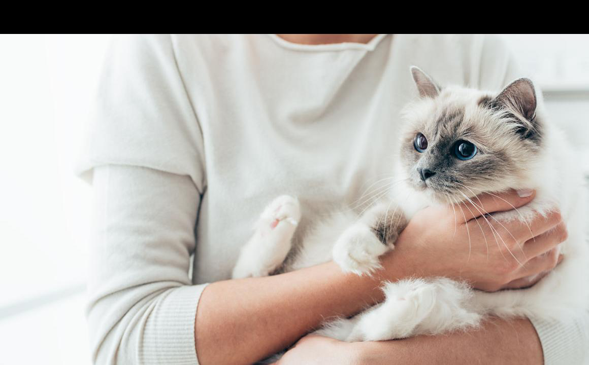 Caratteristiche del cibo per gatti con diarrea
