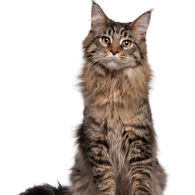 S&Iacute;NTOMAS Y TRATAMIENTO DE LA ARTROSIS EN GATOS