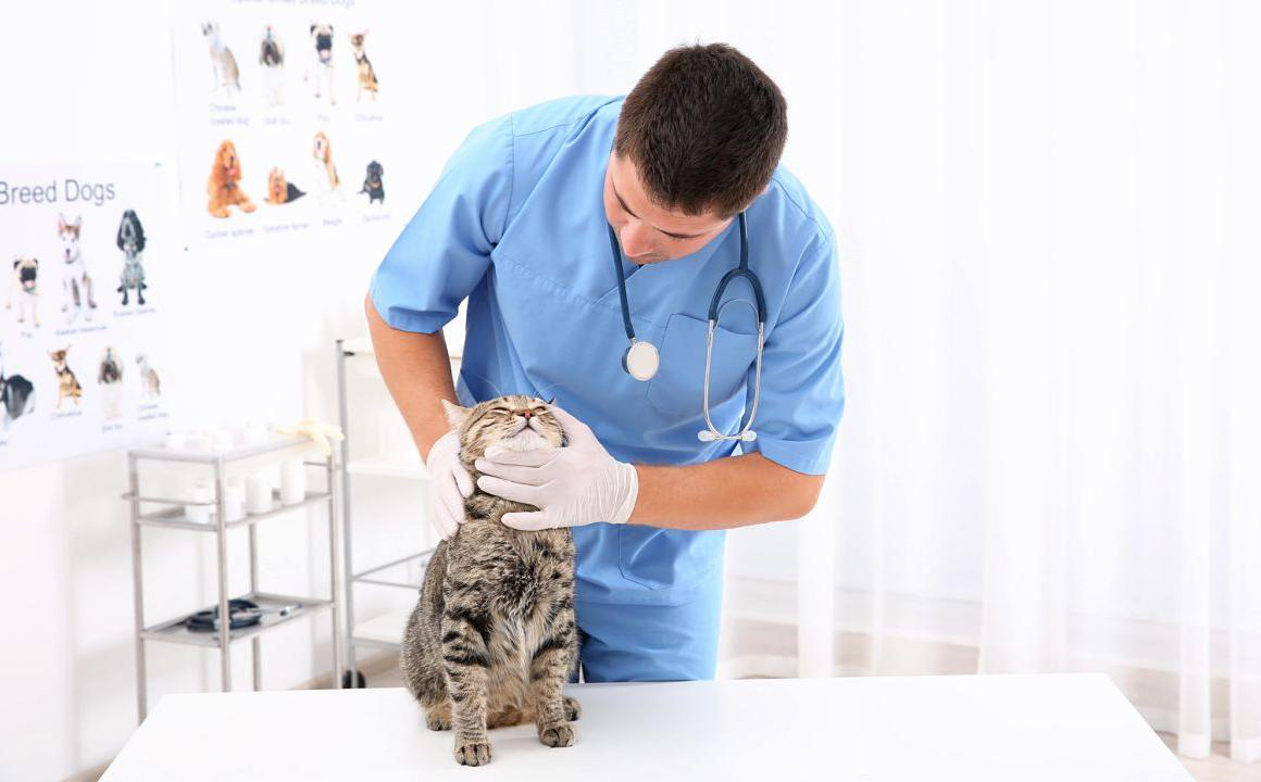 Mon chat a le nez qui coule