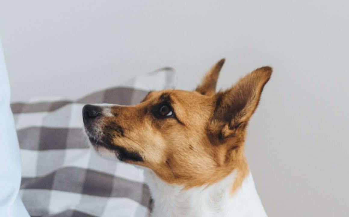 &Tau;&Iota; &Nu;&Alpha; &Kappa;&Alpha;&Nu;&Omega; &Alpha;&Nu; &Epsilon;&Chi;&Epsilon;&Iota; &Delta;&Iota;&Alpha;&Rho;&Rho;&Omicron;&Iota;&Alpha; &Omicron; &Sigma;&Kappa;&Upsilon;&Lambda;&Omicron;&Sigma; &Mu;&Omicron;&Upsilon;