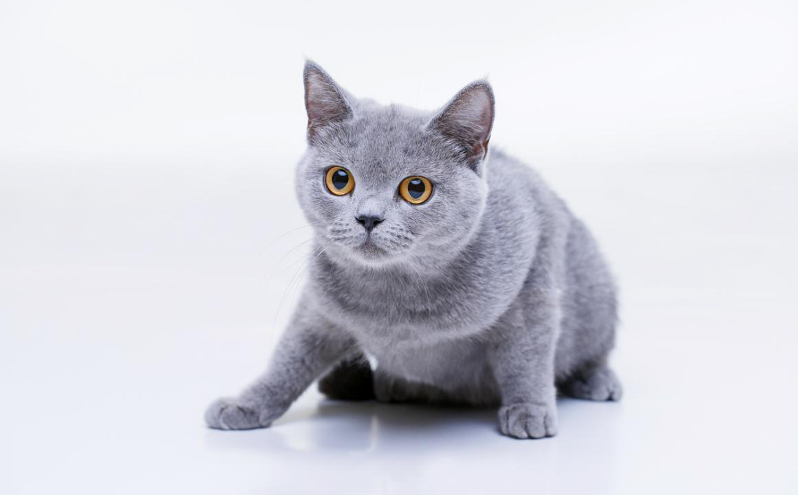 Perch&eacute; il mio gatto vomita bile?