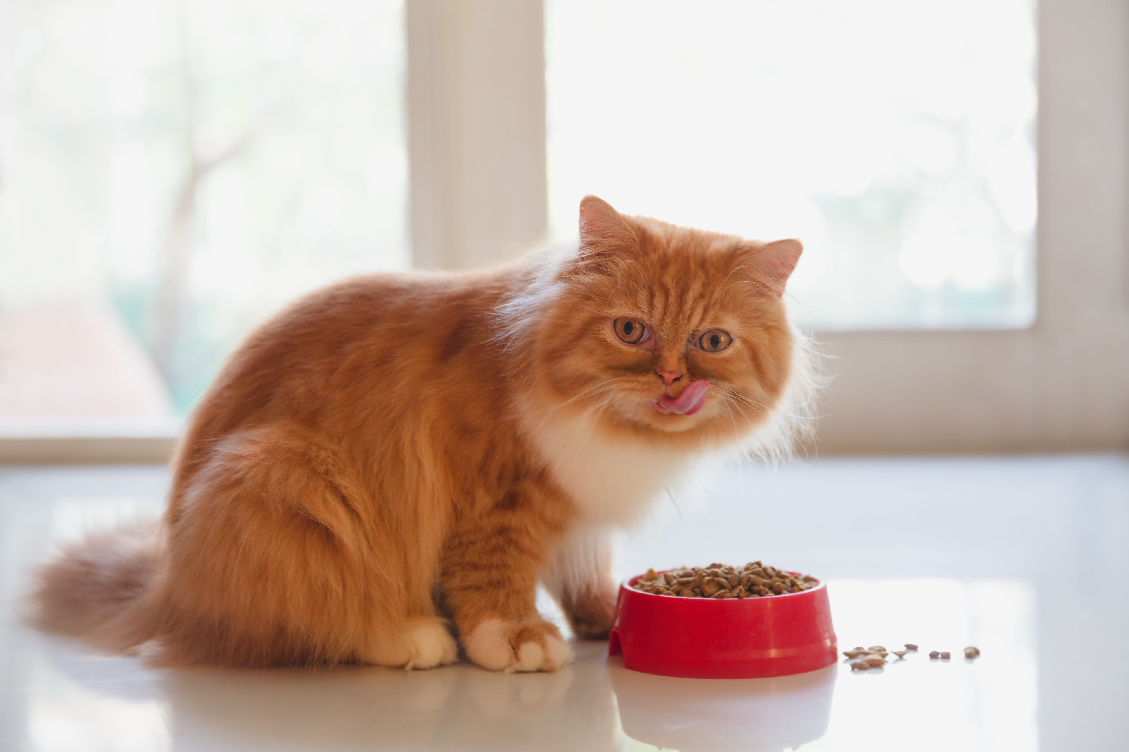 Come mescolare cibo umido e secco per gatti?