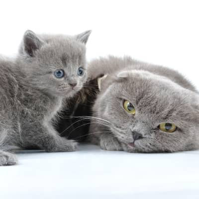 Mastitis en gatas: &iquest;c&oacute;mo tratarla?