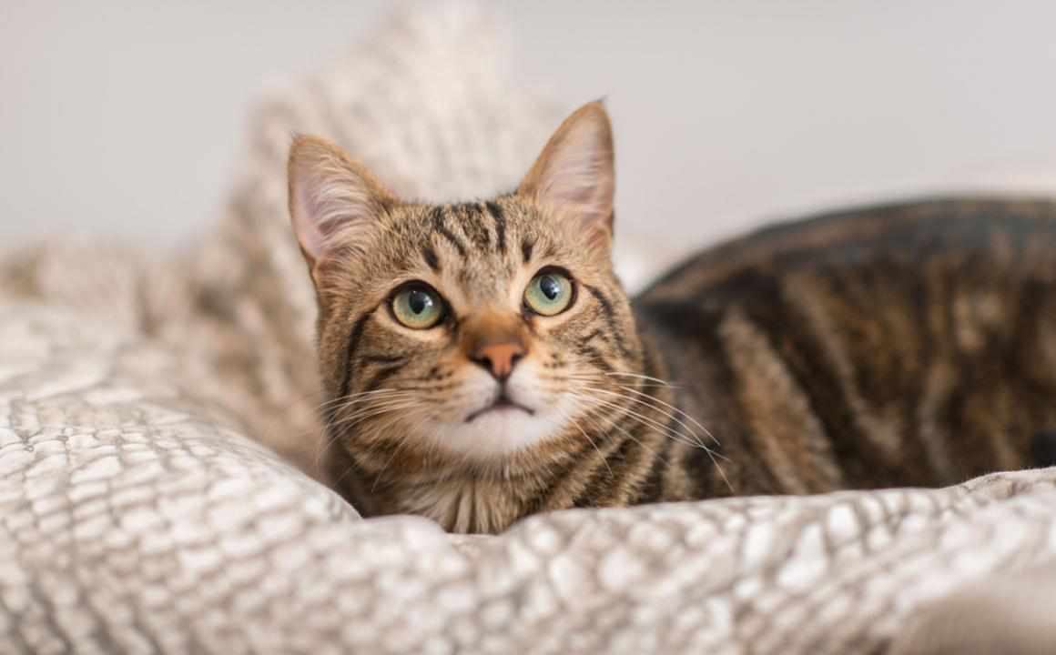 Malattie degli occhi dei gatti