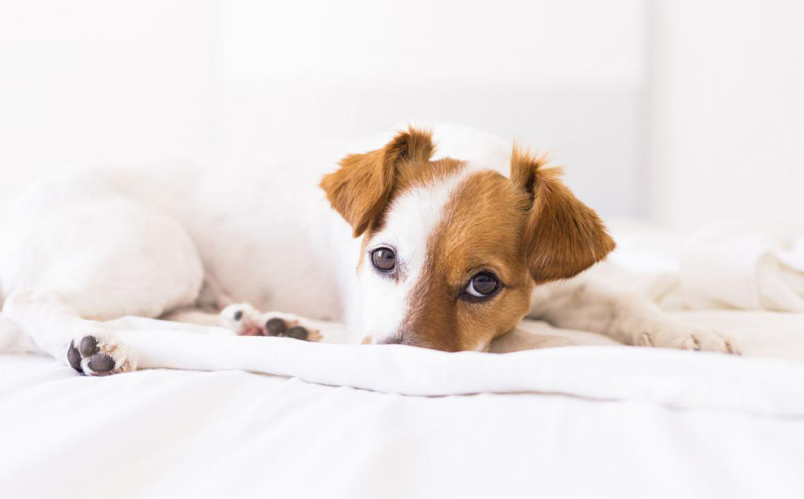 Los par&aacute;sitos en cachorros m&aacute;s comunes y sus riesgos