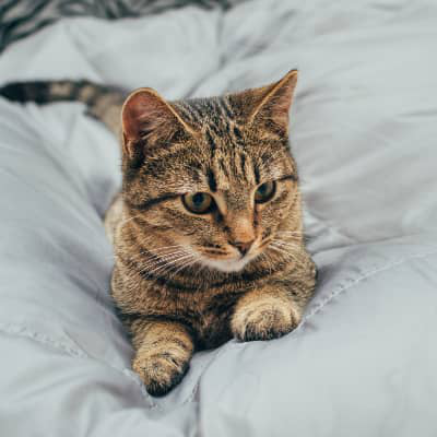 Il gatto e gli effetti allucinogeni della nepeta cataria (l'erba gatta)