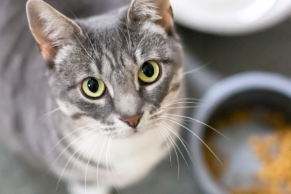 Nourriture pour chats gastro : le meilleur r&eacute;gime humide